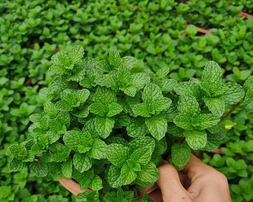 柠檬是什么植物？它有哪些独特属性和用途？