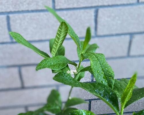 柠檬树不开花怎么回事？如何解决？