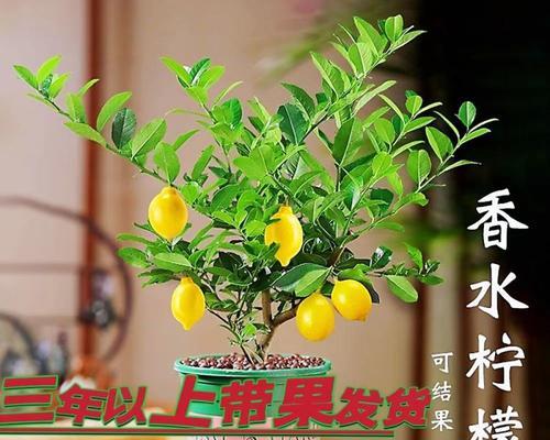 柠檬树插枝能活吗？如何正确进行柠檬树插枝？