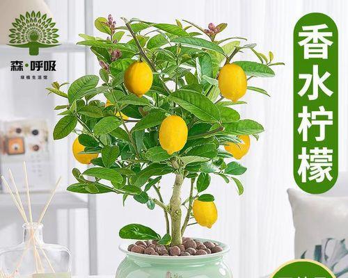 柠檬树长虫子怎么办？有效防治方法有哪些？