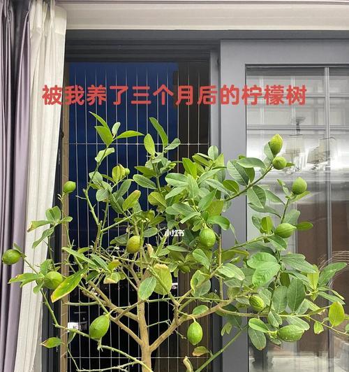 柠檬树长虫子怎么办？有效防治方法有哪些？