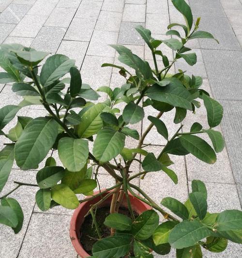 柠檬树掉叶子怎么办？如何有效处理和预防？