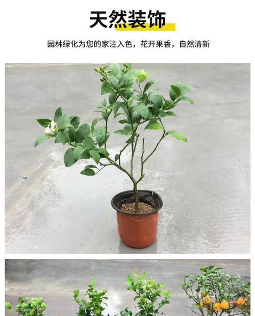 柠檬树开花结果需要多久？几月份是最佳开花结果期？