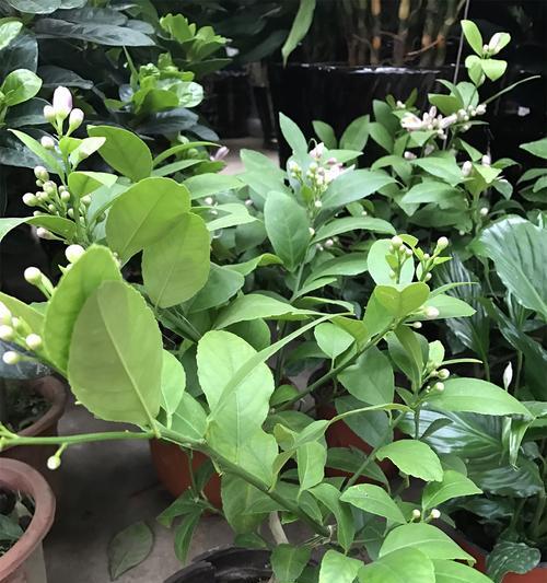 柠檬树开花结果需要多久？几月份是最佳开花结果期？