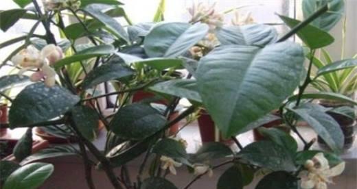 柠檬树花期管理方法与要点是什么？如何做好花期管理？