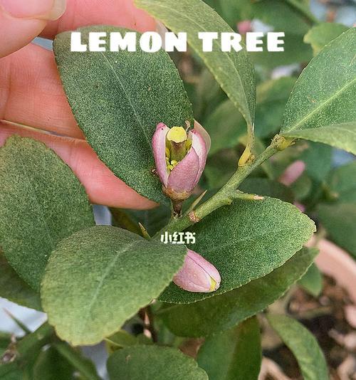 柠檬树几年开花结果？如何促进柠檬树早开花早结果？