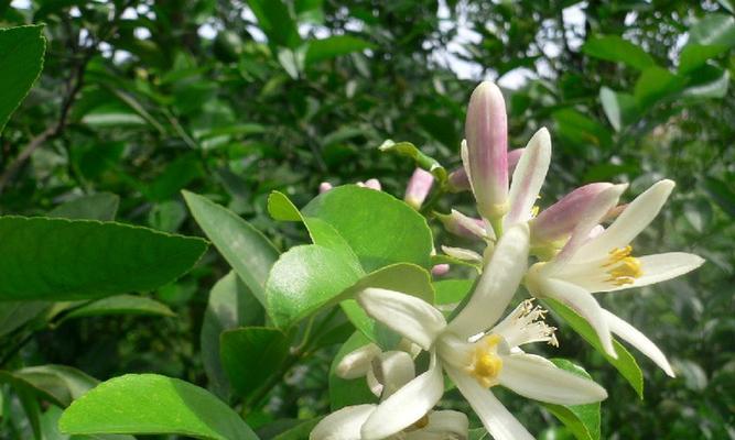 柠檬树几年开花结果？如何促进柠檬树早开花早结果？
