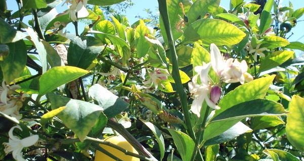 柠檬树几年开花结果？如何促进柠檬树早开花早结果？