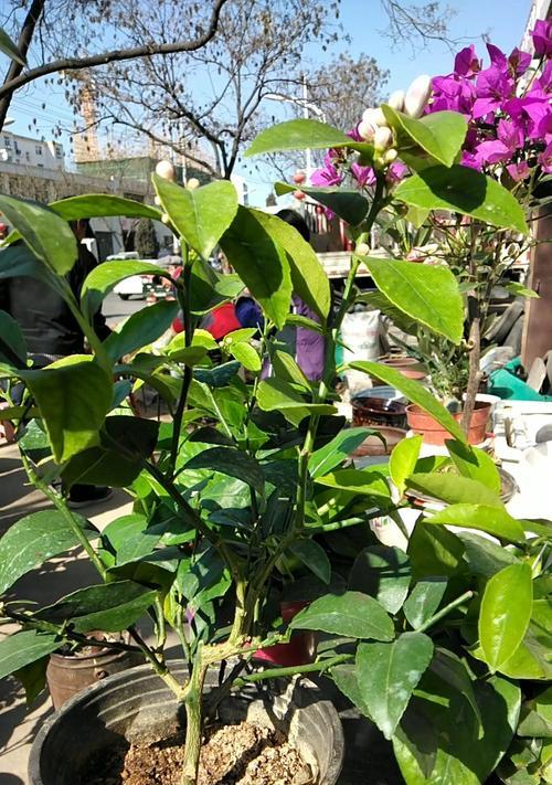 柠檬树几月份开花结果？如何促进柠檬树的开花和结果？