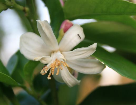 柠檬树几月份开花结果？如何促进柠檬树的开花和结果？
