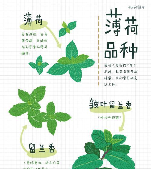 如何正确给柠檬树浇水？掌握浇水技巧避免根腐病！