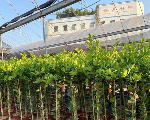 柠檬树可以种在家门口吗？种植条件和注意事项是什么？