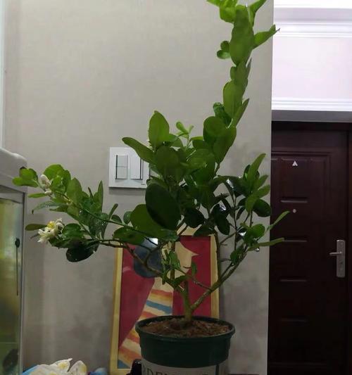 柠檬树可以种在家门口吗？种植条件和注意事项是什么？