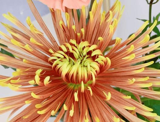 花语娘娘的结局是什么？它传达了怎样的信息？