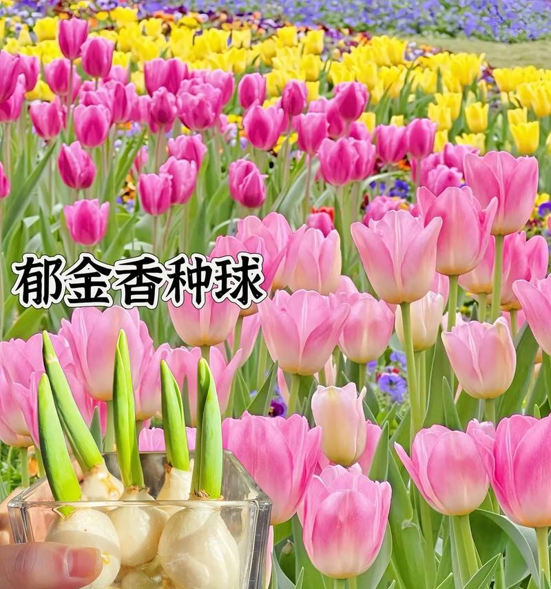 流苏郁金香的花语有何含义？