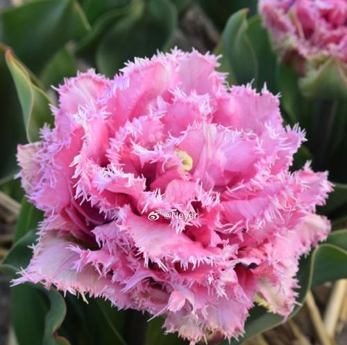 流苏郁金香的花语有何含义？