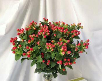 芭蕉花单独的花语有何含义？