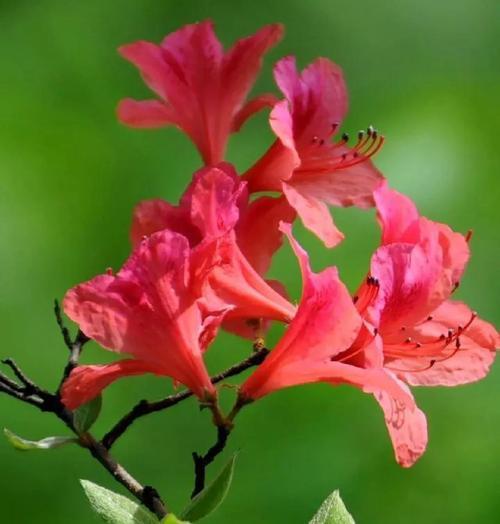 哪种红色的花代表母亲的花语？