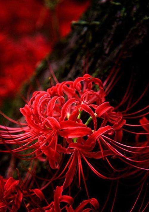 两朵彼岸花的花语是什么？它们代表了什么寓意？