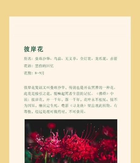 两朵彼岸花的花语是什么？它们代表了什么寓意？