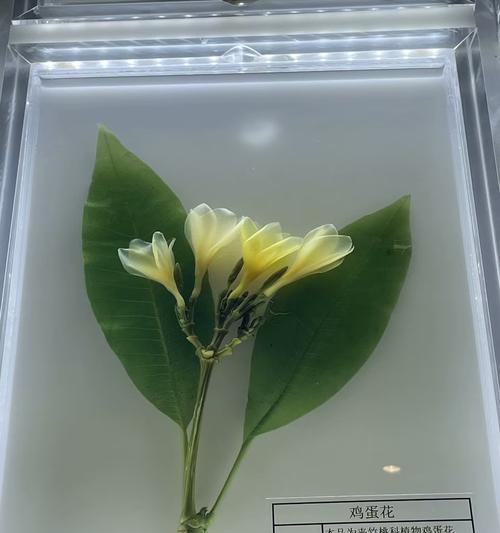 凤羽兰花的花语和寓意是什么？