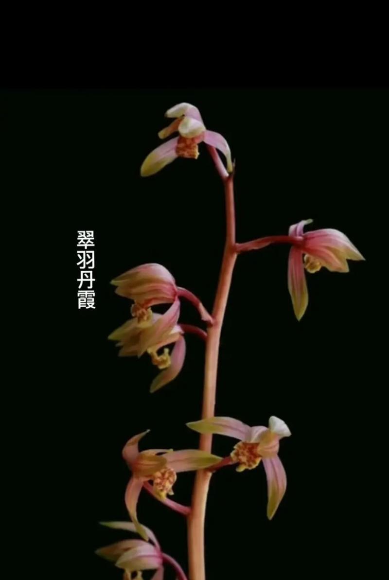 凤羽兰花的花语和寓意是什么？