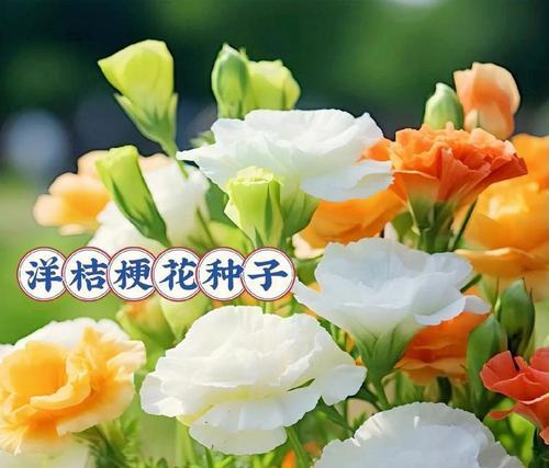 跨年时送花有什么特别的花语吗？代表了什么？