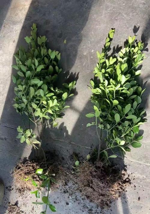红花毛球象征着什么？
