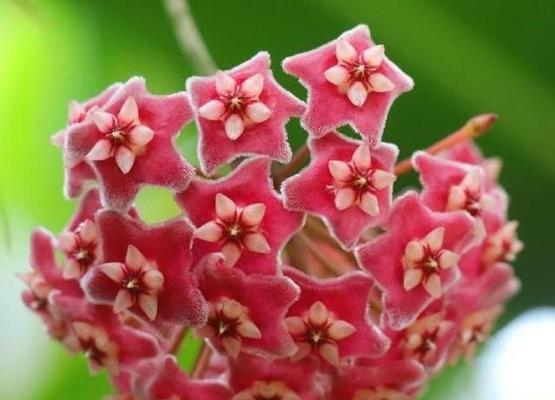 绿球球花语是什么意思啊？它代表了什么？