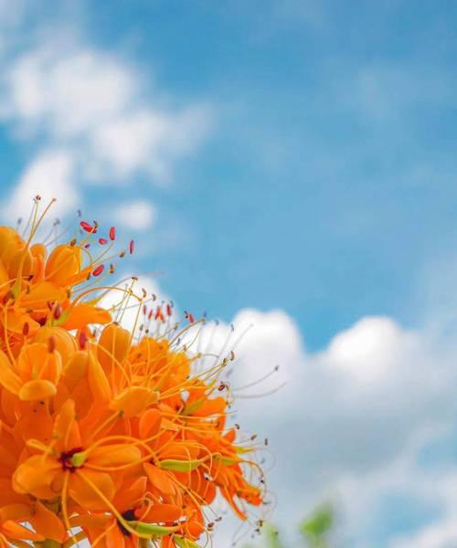 哪种花象征着健康无忧无虑？花语中还有哪些含义？