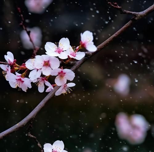 哪种花象征着健康无忧无虑？花语中还有哪些含义？