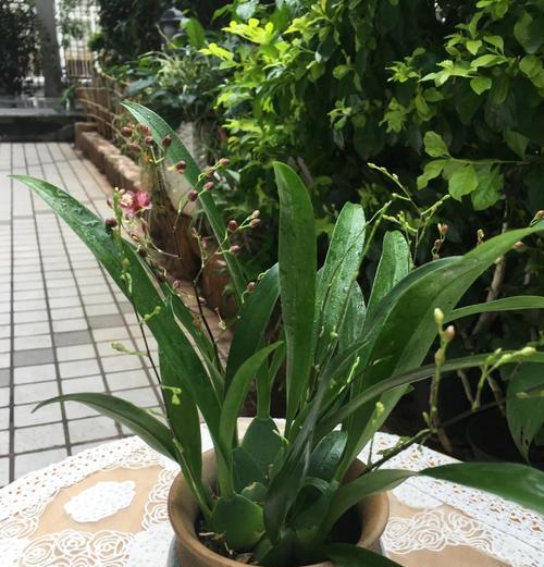 哪种花象征着健康无忧无虑？花语中还有哪些含义？