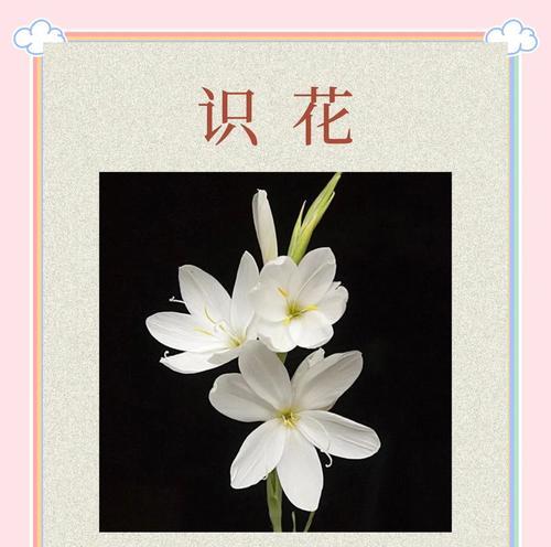茉莉花语代表什么？送给男朋友茉莉有何含义？