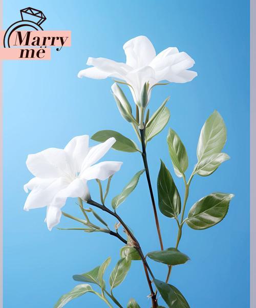 茉莉花语代表什么？送给男朋友茉莉有何含义？
