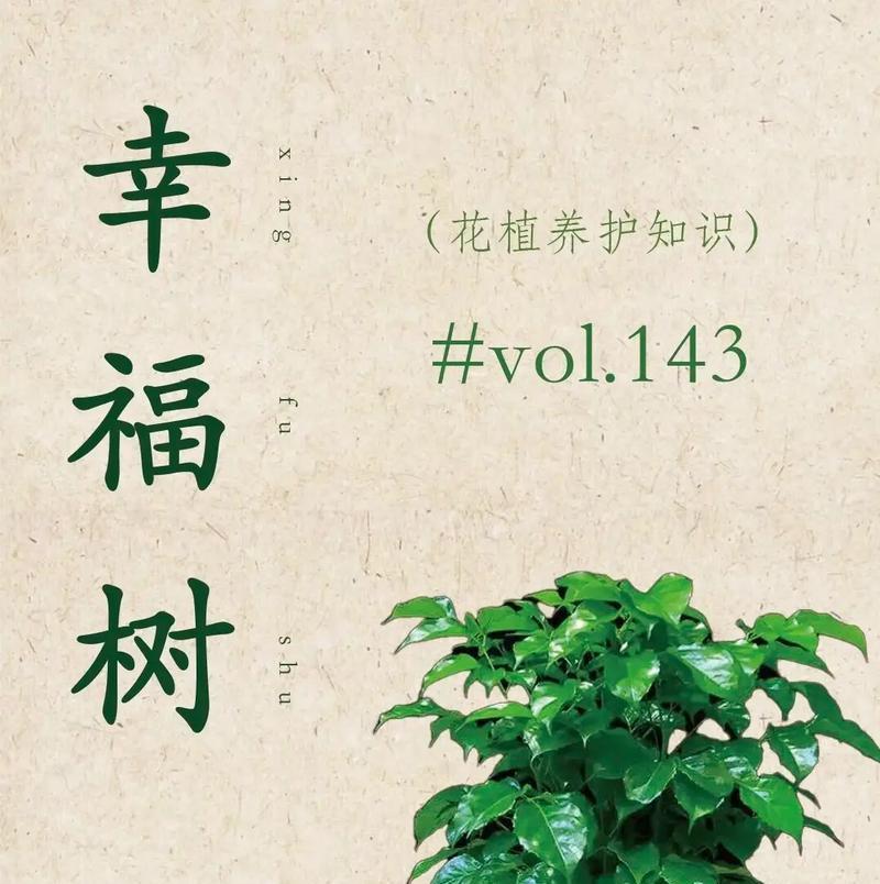 幸福树的花语有何特别之处？幸福树象征着什么？