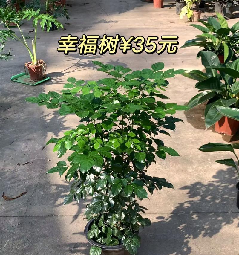幸福树的花语有何特别之处？幸福树象征着什么？