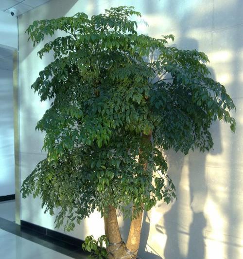 幸福树的花语有何特别之处？幸福树象征着什么？