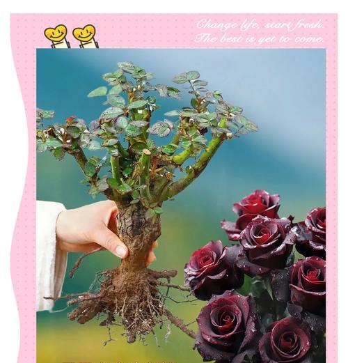 冷艳高级的花代表什么？花语有何深意？