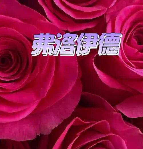 冷艳高级的花代表什么？花语有何深意？