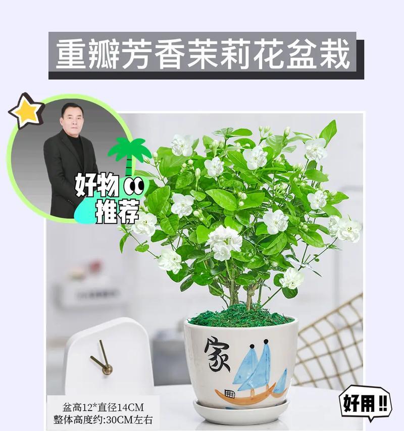 茉莉小姐的花语和寓意有何特别之处？
