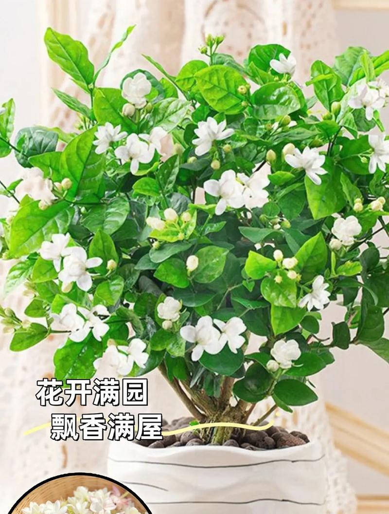 茉莉小姐的花语和寓意有何特别之处？