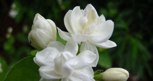茉莉小姐的花语和寓意有何特别之处？
