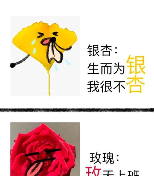 除了玫瑰还有哪些花语同样受欢迎？