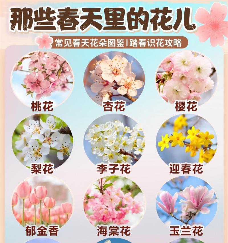 代表自由且美好的花语是什么？如何表达向往？