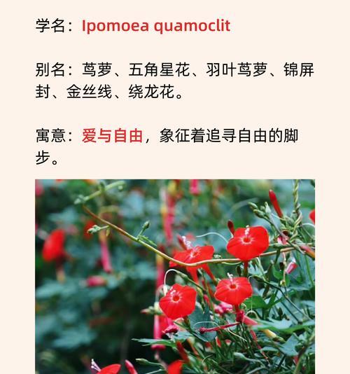 代表自由且美好的花语是什么？如何表达向往？