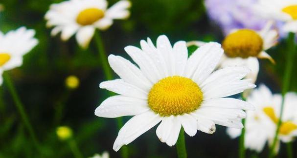 九月五号特别的花语是什么？这一天适合送什么花？