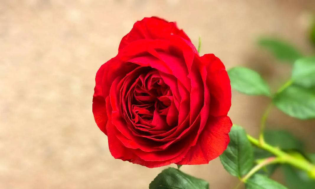 玫瑰花666什么意思？666朵玫瑰花代表什么？