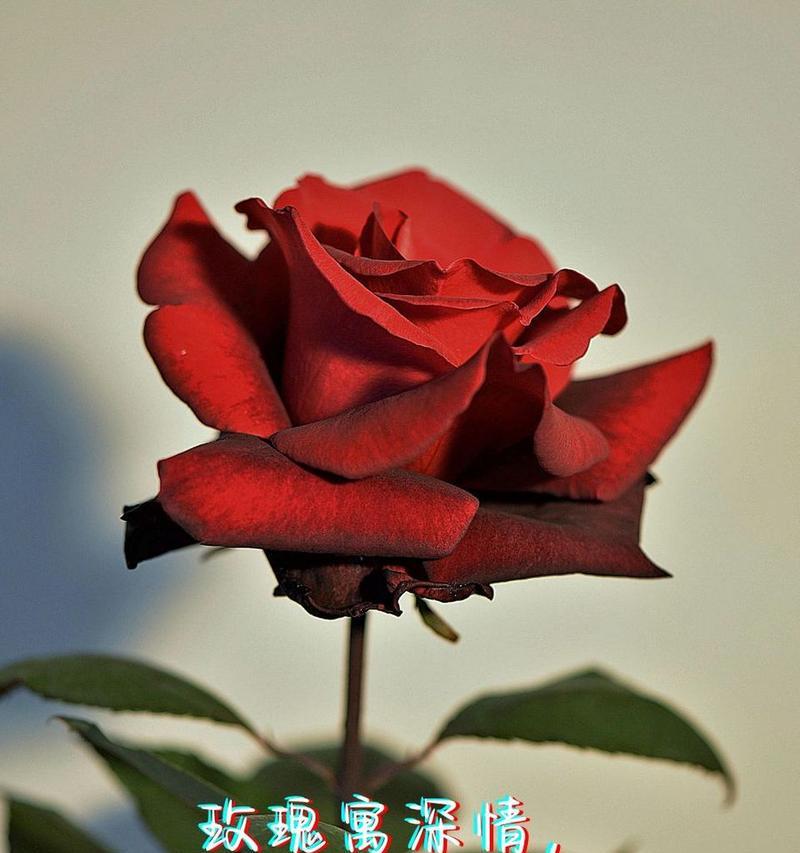 粉红佳人的花语是什么？它有何特别寓意？