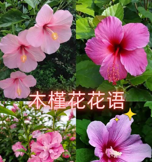 温柔可爱的花的花语能否表达情感？