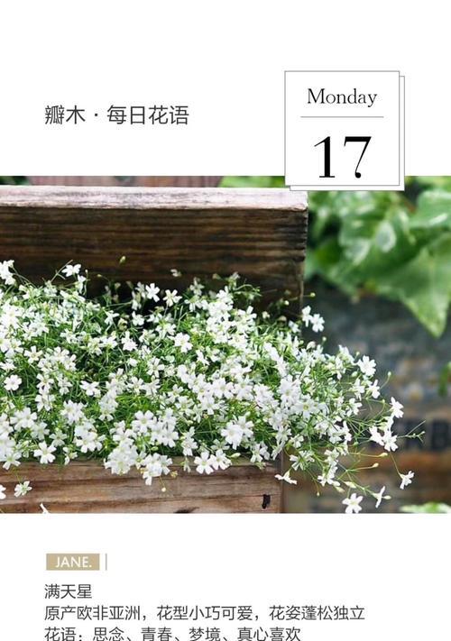 万岁山梦境花语代表了什么？